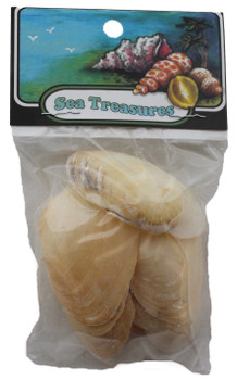 Jingle Shells- Craft Pack