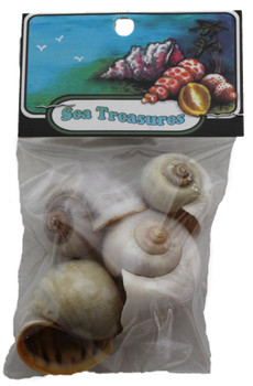 Apple Snails- Craft Pack