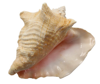 Broken Pink Conch Assorted Sizes