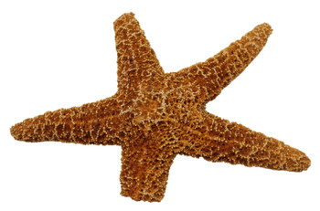 Broken Starfish Assorted Pieces