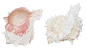 Pink Murex 9-10 CM