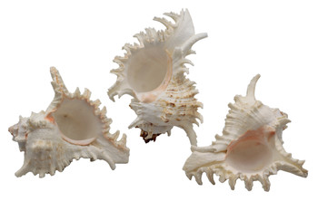 Murex Ramosus 4-5"