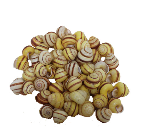 Yellow Banded Snail Seashells