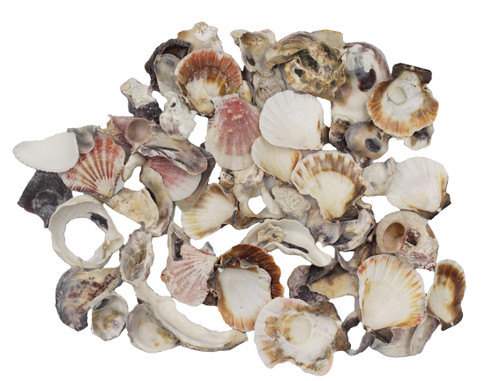 Assorted Broken Shells Mix