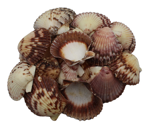 Brown Pecten Lacquered