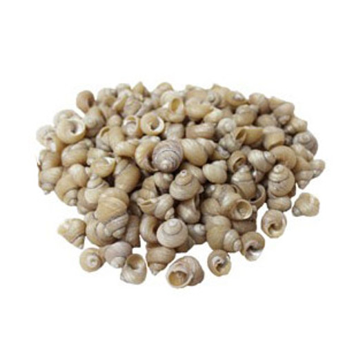 Small Monodonta Turbo Seashells