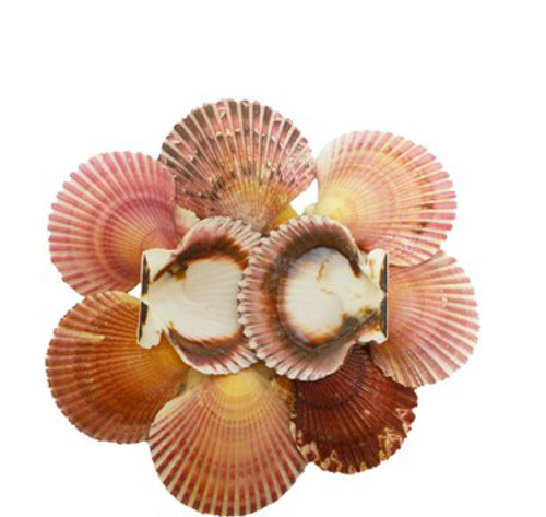 Pink Carribean Pecten Lacquered 
