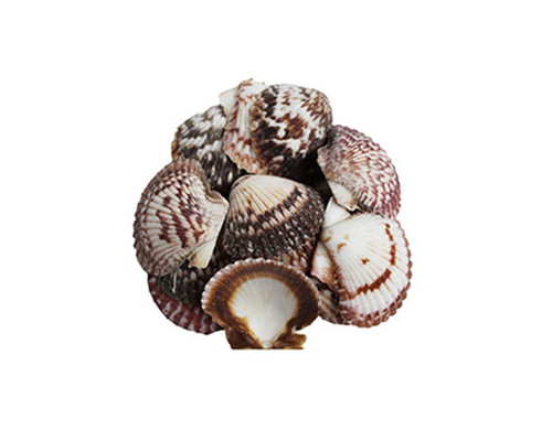Purple Pecten Seashells