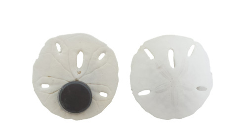 Sanddollar Magnets 
