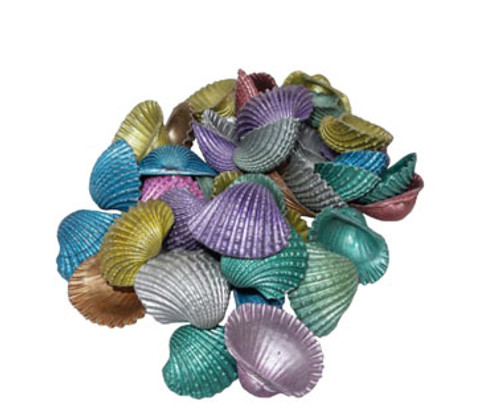 Dyed Baby Arks Seashells 
