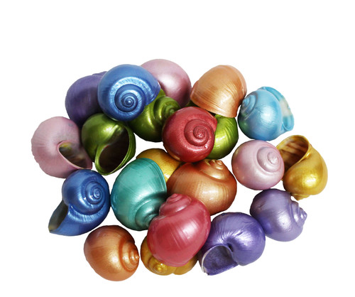 Dyed Pearl Small Apple Snail Coated Seashells 