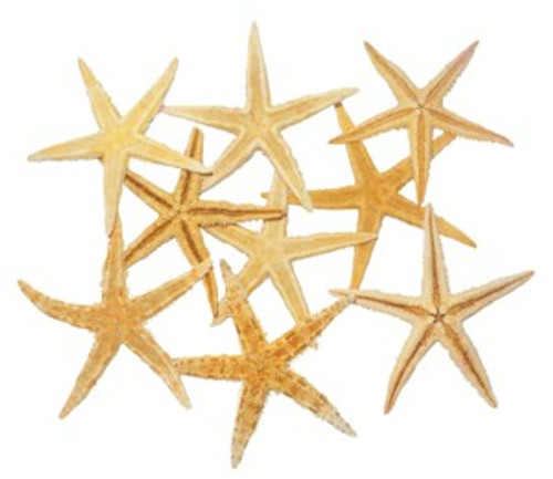 Flat Starfish