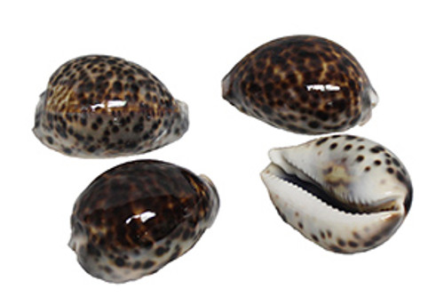 Tiger Cowrie Seashells 