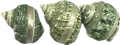 Turbo Jade Stripe Seashells