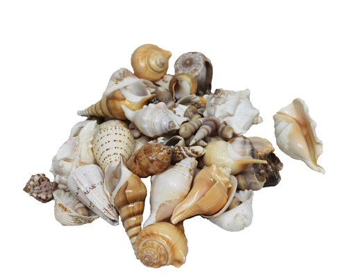 Extra Large India Mix Seashells