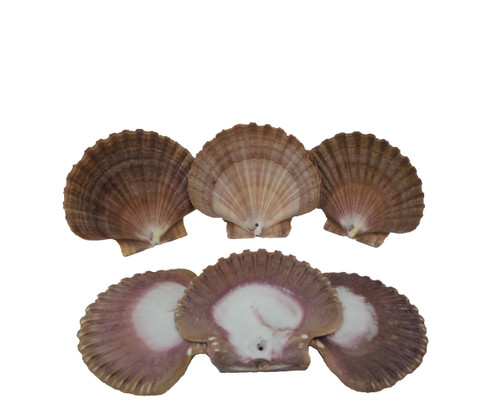 Drilled Flat Seashells