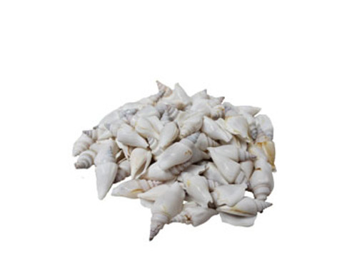 Strombus Vitatus White Seashells