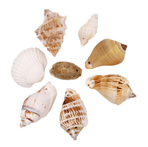 Medium Drilled Seashell Mix