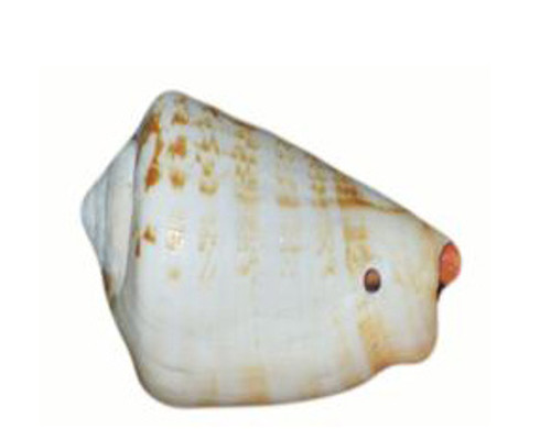 Drilled Strombus Luhuanus Seashells