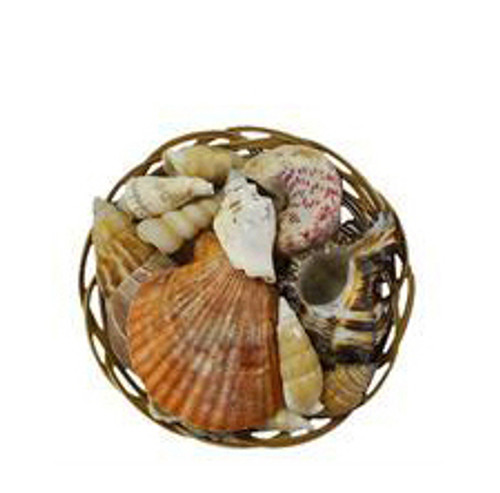 Midrib Seashells Value Pack