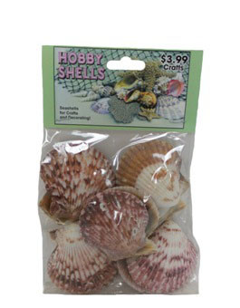 Assorted Pecten- Craft Pack