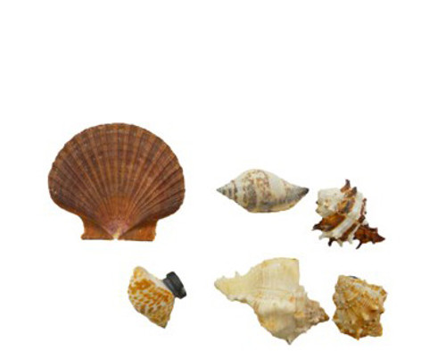 Assorted Seashell Magnets