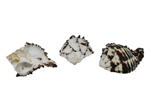 Black Murex Seashell Napkin Ring