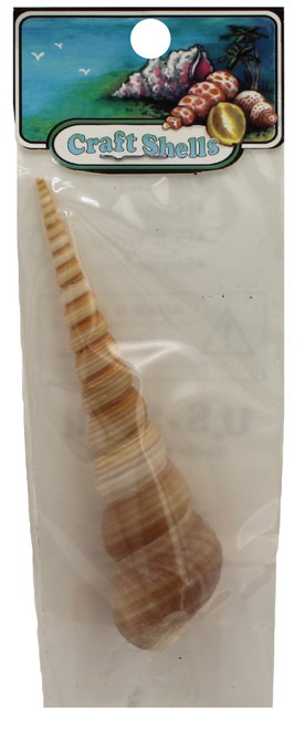 Brown Turitella Seashells