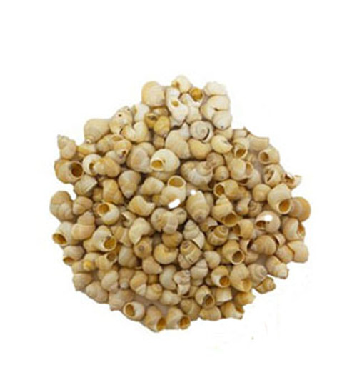 Calliostoma Land Snails Seashells