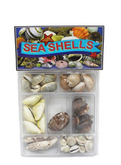 Cowrie Collection Seashells 