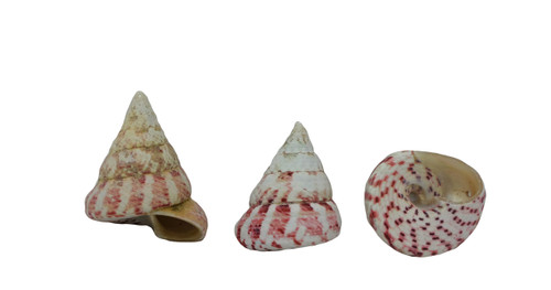 Drilled Strawberry Seashells 