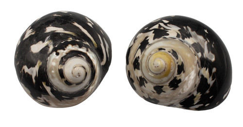 Magpie Polished Seashells 