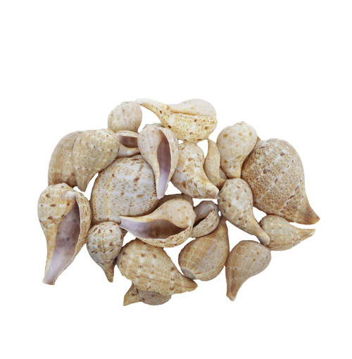 Fig Shell