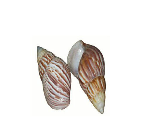 Drilled Japanese Land Snail Seashell