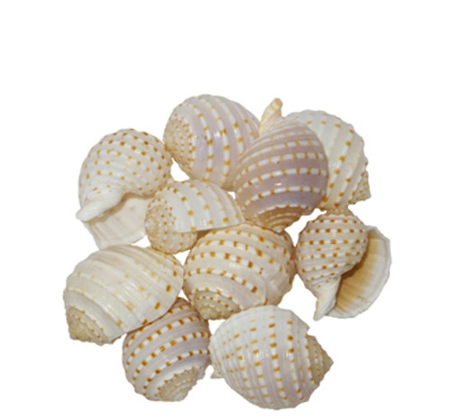 Tonna Tessalata Seashell