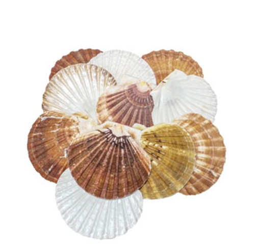 Irish Flat Seashell 