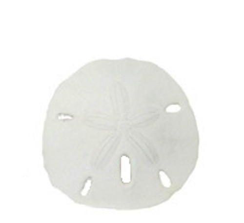 Keyhole Sanddollar