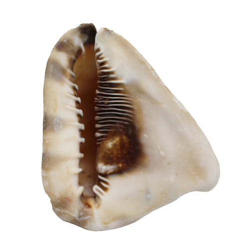 King Helmet Seashell