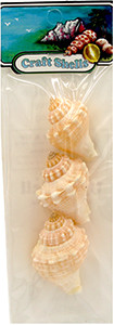King's Crown Seashell