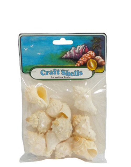 King's Crown Seashell- Craft Pack