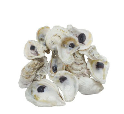 Drilled Oyster Shells