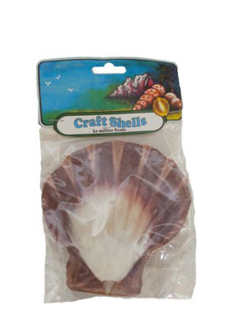 Lion's Paw Seashell with Header