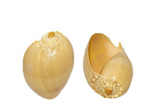 Melo Diadema Seashell