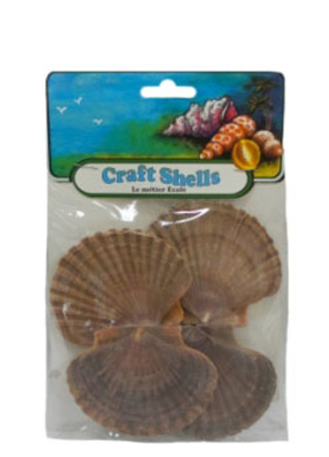 Mexican Flats Seashell - Craft Pack