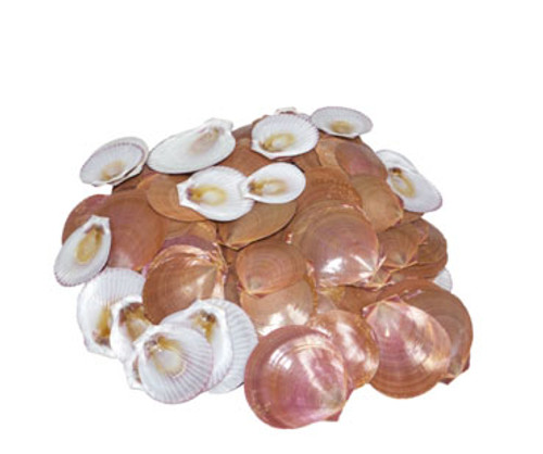 Moon Seashell Assorted Sizes