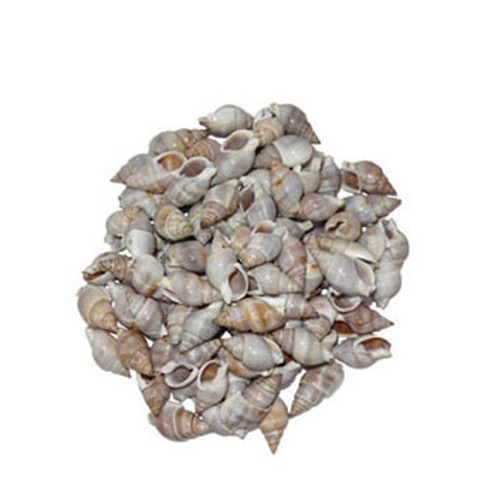 Nassarius Dorsatus  Seashell