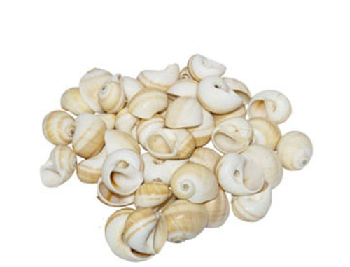 Natica Vietellus Seashell