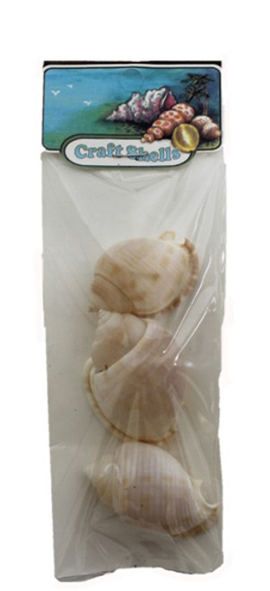 Phalium Bisulcatum 