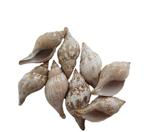 Polished  Tulip Seashells 