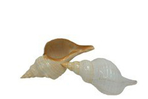 Polished Horse Conch Seashell